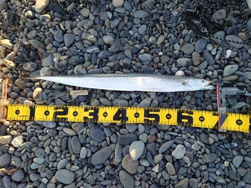 タチウオの釣果