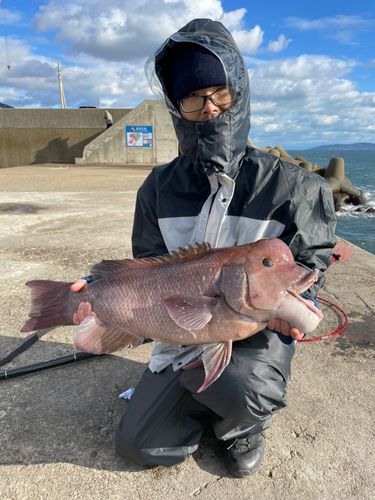 コブダイの釣果