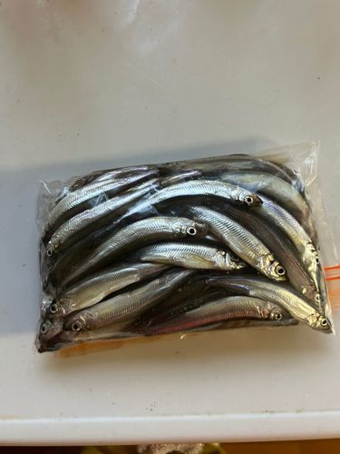 ワカサギの釣果