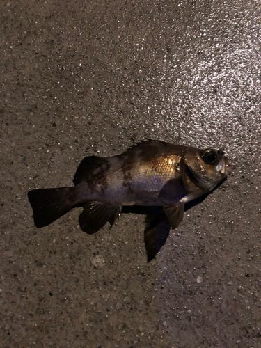 メバルの釣果