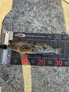 アイナメの釣果