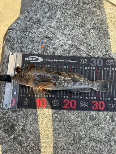 アイナメの釣果