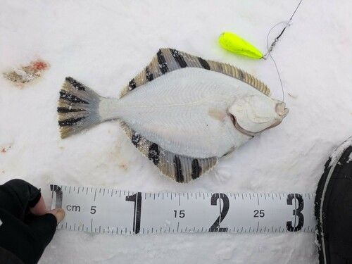 カワガレイの釣果