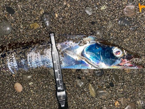 タチウオの釣果