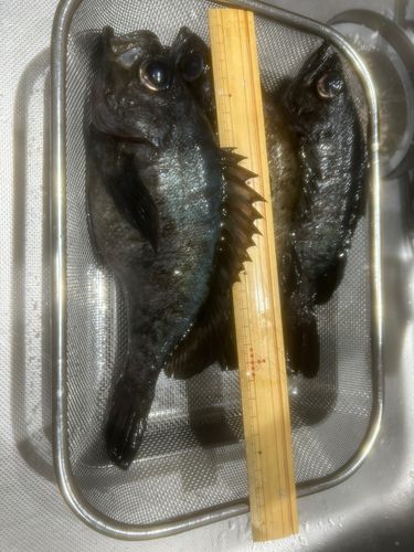 クロメバルの釣果