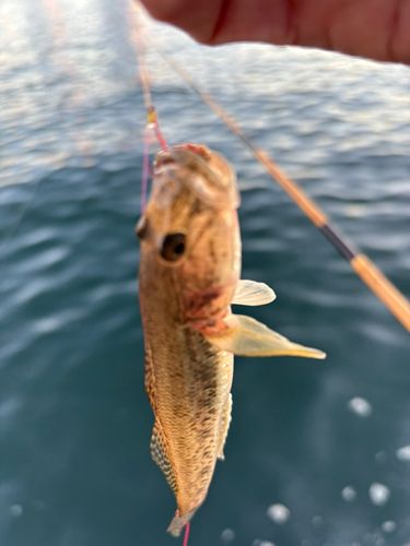 マハゼの釣果
