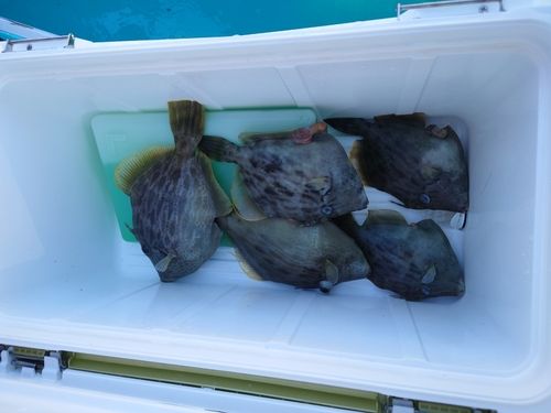 カワハギの釣果