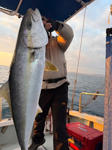 ヒラマサの釣果