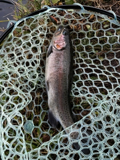 ニジマスの釣果