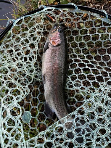 ニジマスの釣果