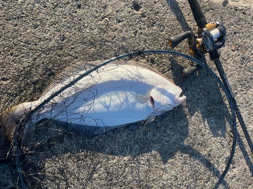 ヒラメの釣果