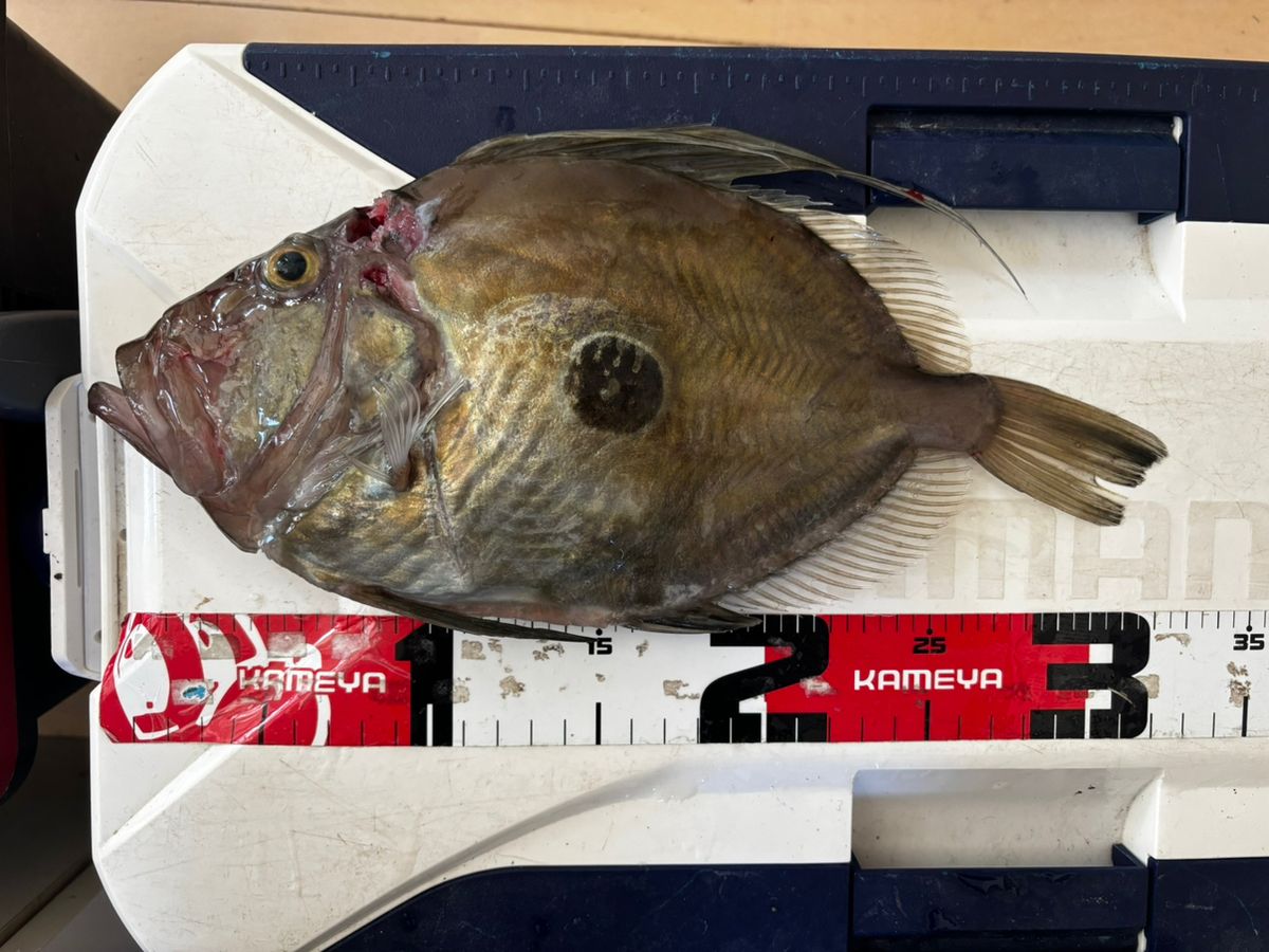 中川　晃一さんの釣果 3枚目の画像