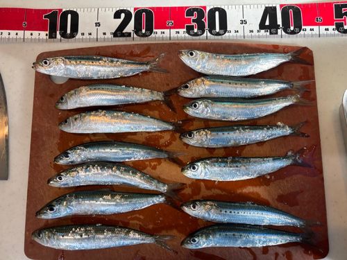 マイワシの釣果