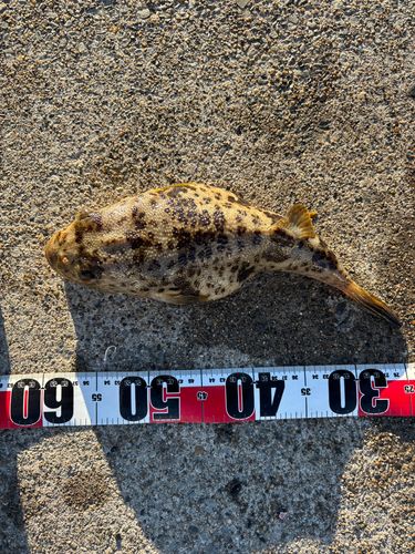 ヒガンフグの釣果