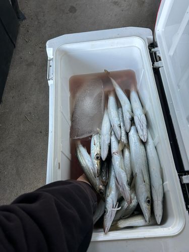 カマスの釣果