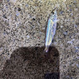 カタボシイワシ