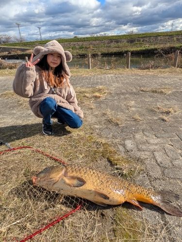 コイの釣果