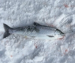 サクラマスの釣果