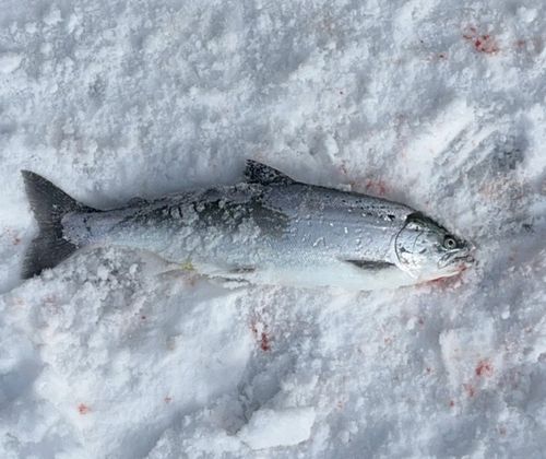 サクラマスの釣果