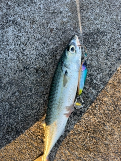 サバの釣果