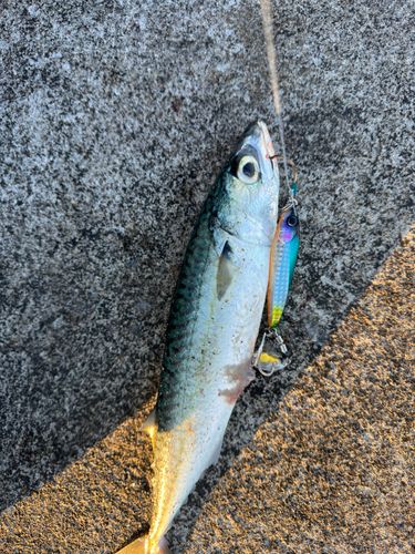 サバの釣果