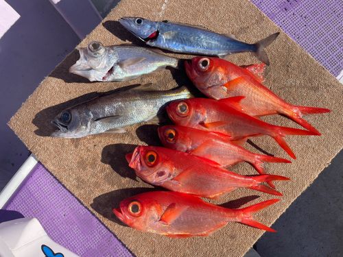 キンメダイの釣果