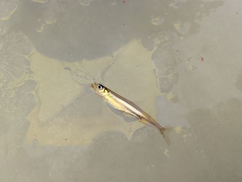 ワカサギの釣果