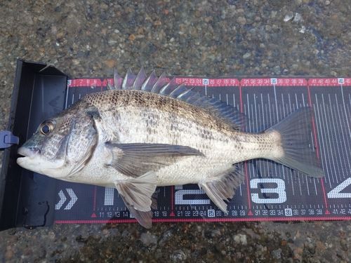 クロダイの釣果