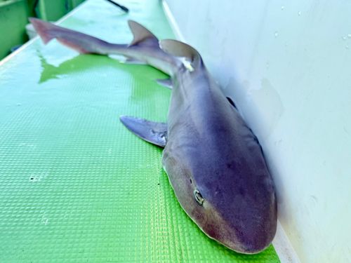 コモンフグの釣果