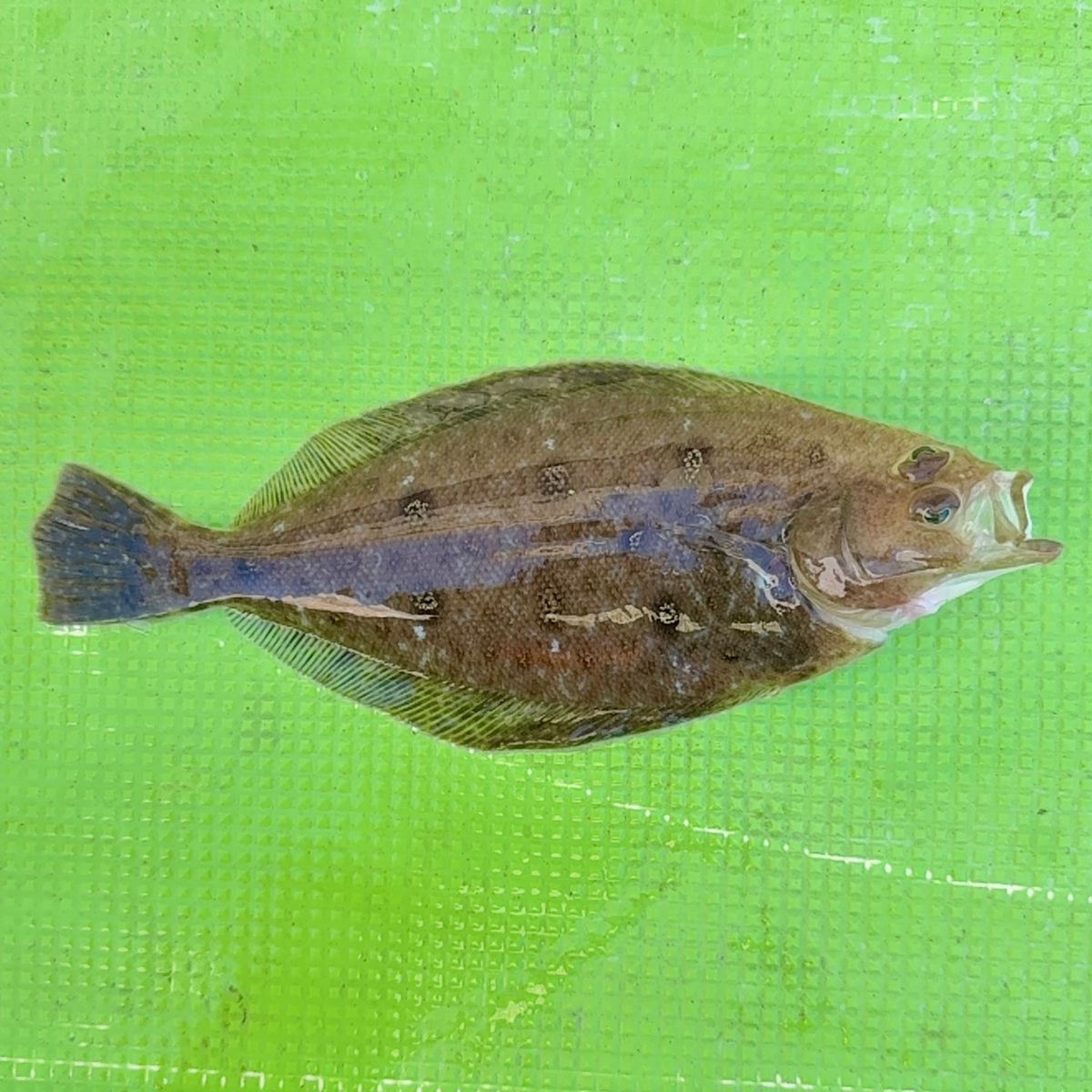 TAJ MAHALさんの釣果 3枚目の画像