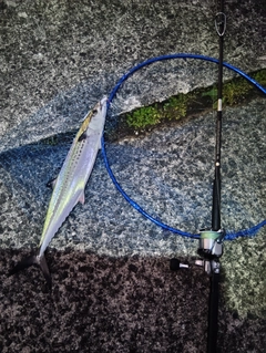 サゴシの釣果
