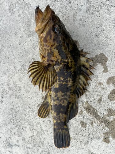 タケノコメバルの釣果