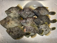 カワハギの釣果