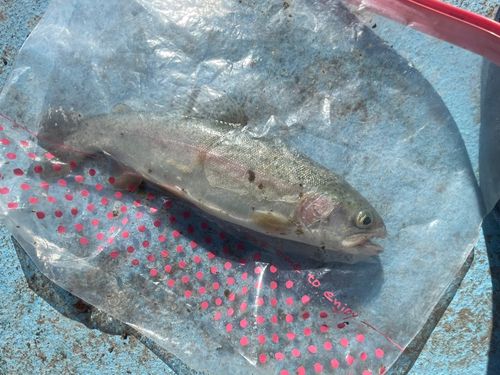 ニジマスの釣果