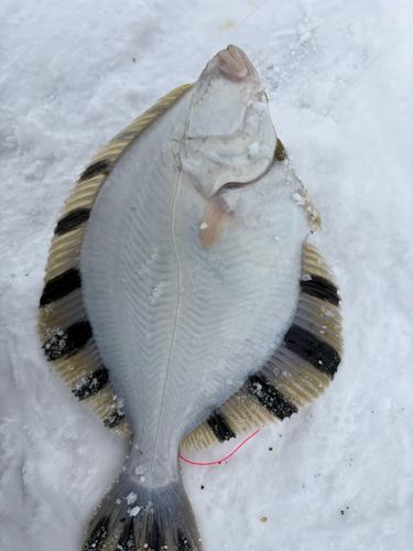 カワガレイの釣果
