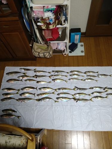 アジの釣果