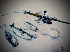 サクラマスの釣果