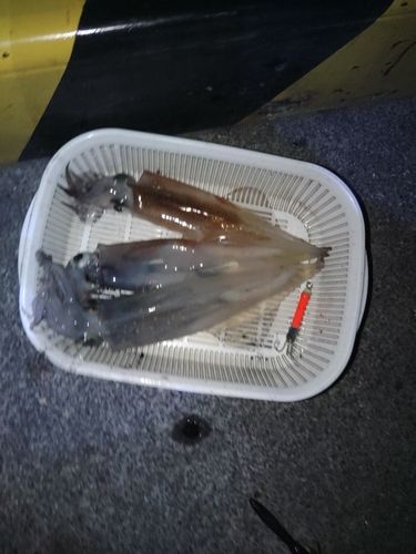 ヤリイカの釣果
