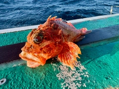 オニカサゴの釣果