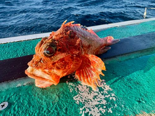 オニカサゴの釣果