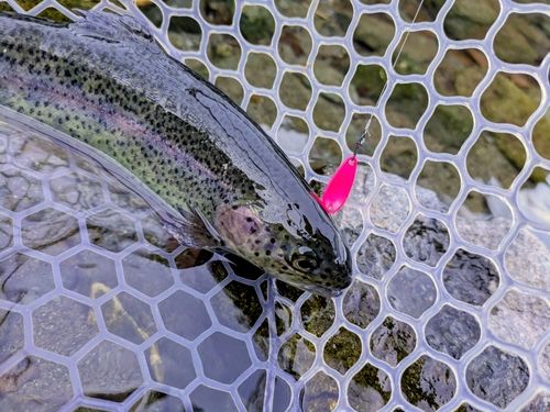 ニジマスの釣果