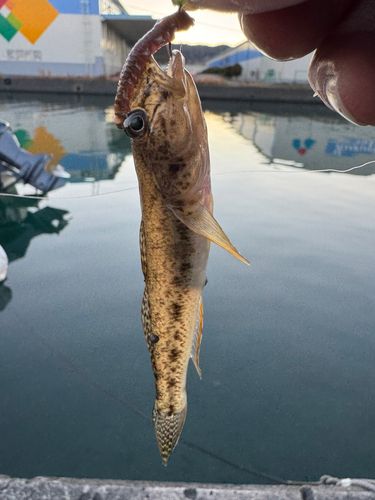 マハゼの釣果