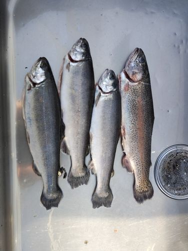 ニジマスの釣果