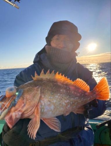 ウッカリカサゴの釣果