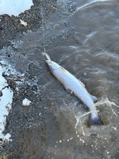 アメマスの釣果