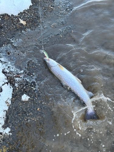 アメマスの釣果