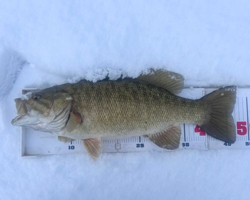 スモールマウスバスの釣果