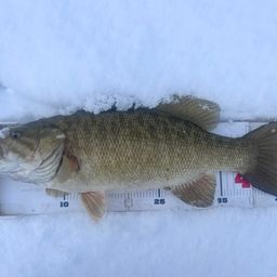 スモールマウスバス