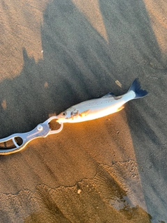 セイゴ（マルスズキ）の釣果