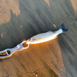 セイゴ（マルスズキ）